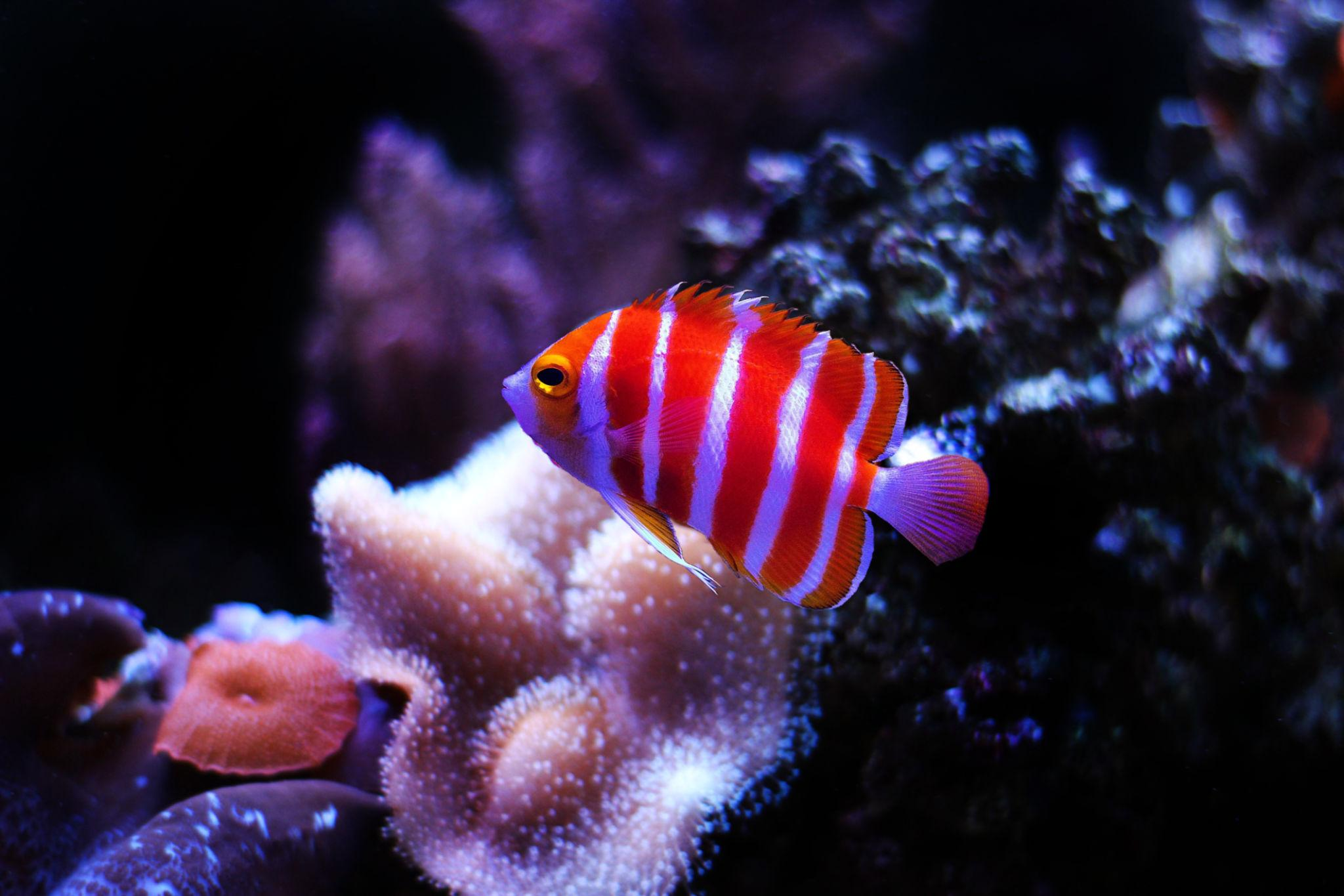 Emperor Angelfish